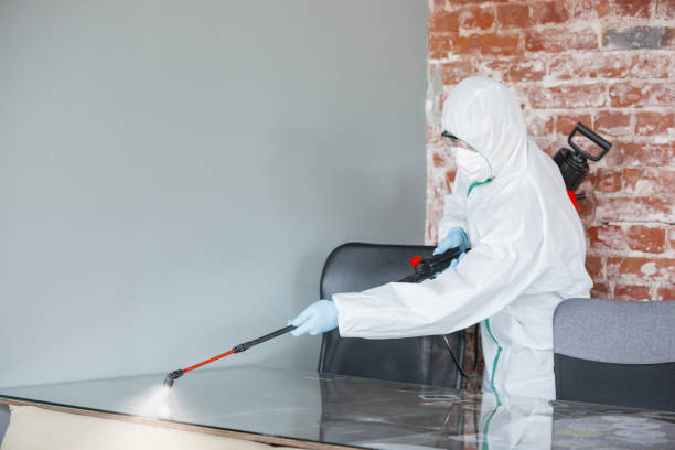 Best Attic Mold Removal in Penngrove, CA