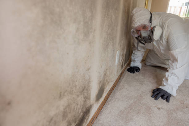 Best Mold Prevention Services in Penngrove, CA